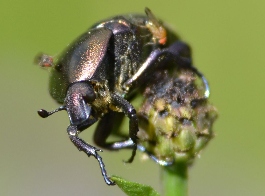 Protaetia cuprea ab. atroviolacea (cfr.)